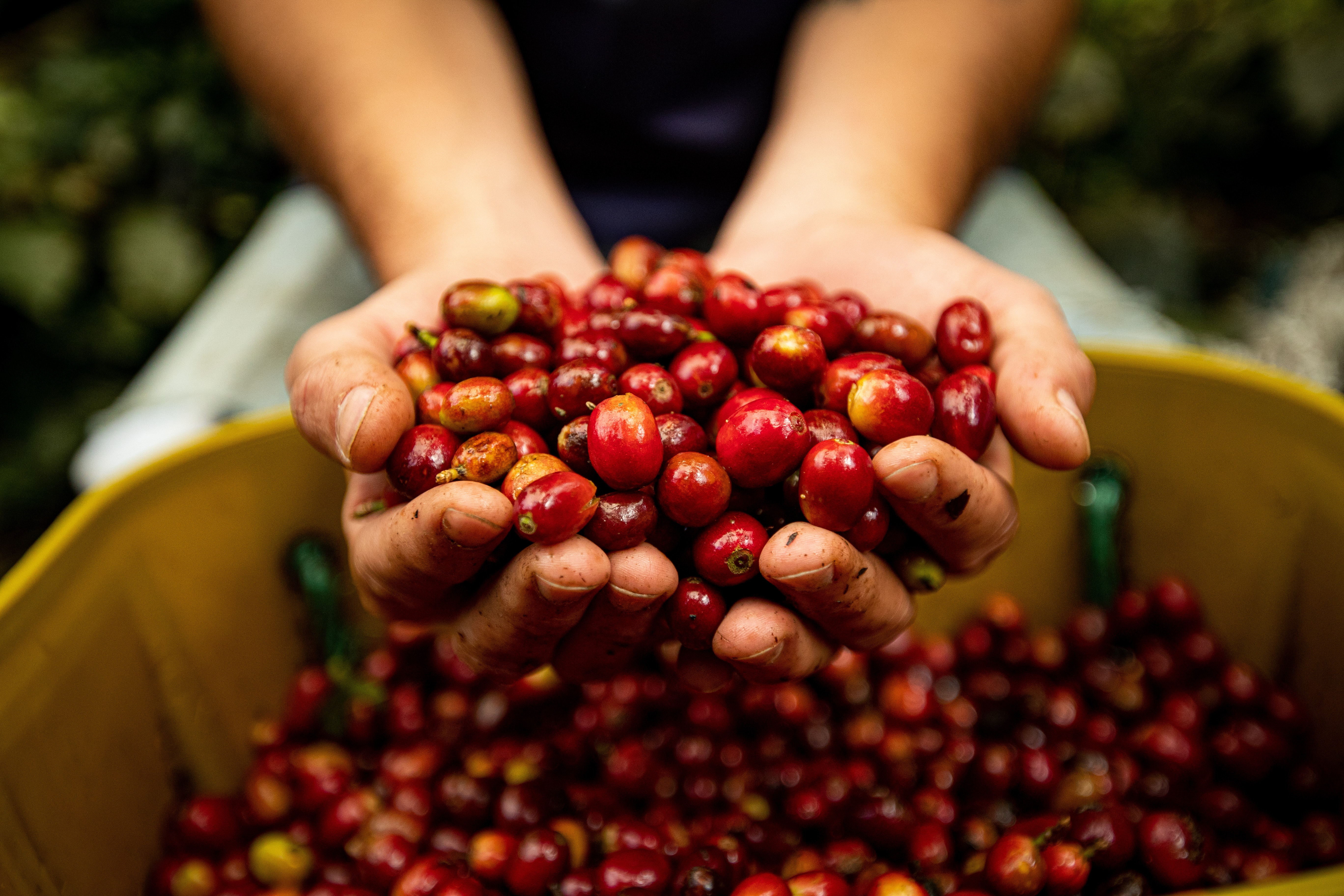 Coffee Cherries