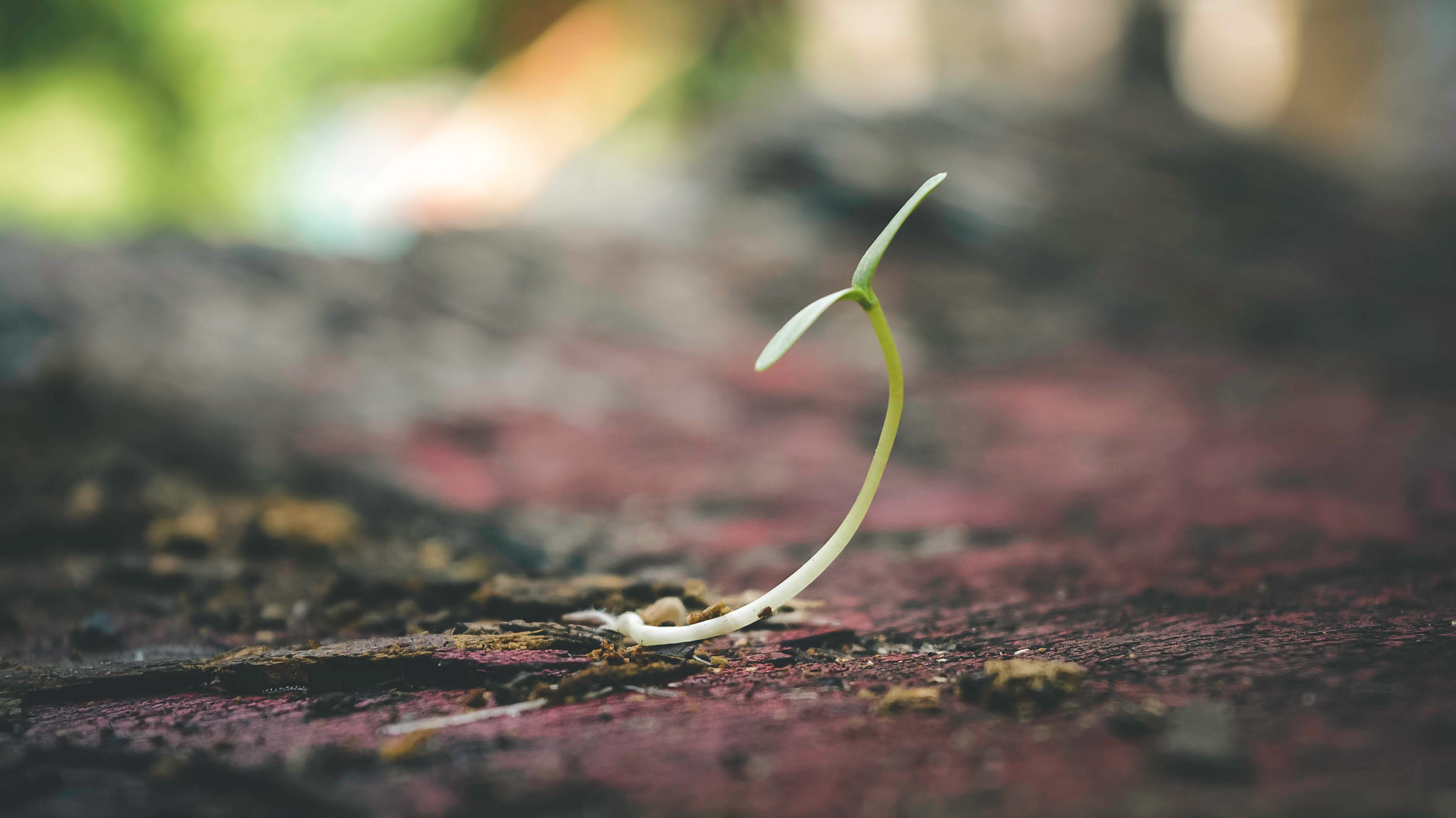 Coffee Seedling